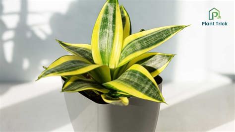 What Kind Of Light Do Snake Plants Need? [Like A Pro]