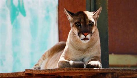 Popula O Orientada Sobre Procedimentos De Resgate De Animais