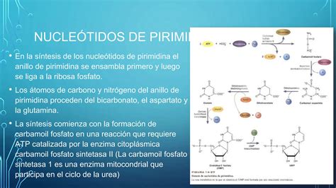 Biolog A Molecular Cidos Nucleicos Ppt