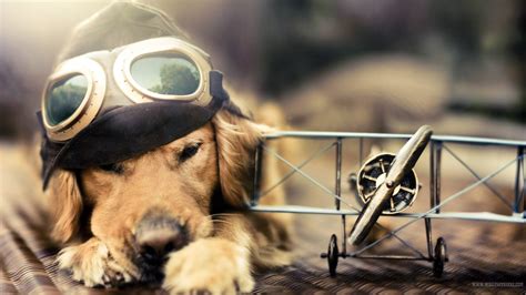 Cool Dog Backgrounds - Wallpaper Cave