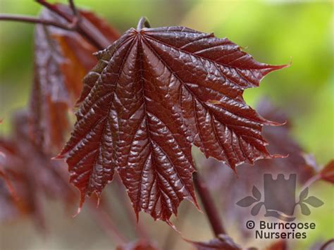 Acer Platanoides Crimson King From Burncoose Nurseries