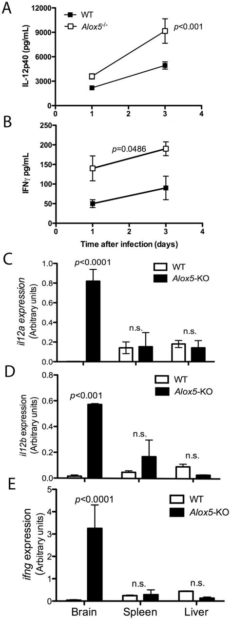 C57bl6 Wt And Alox5−− N 4 Micegroup Mice Were Infected Ip With