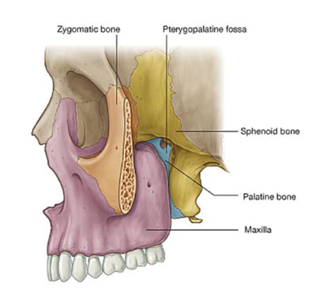 Pterygopalatine Fossa Flashcards Quizlet