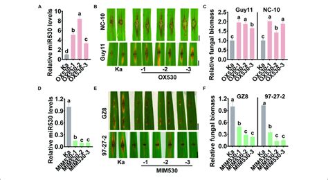 Blocking Mir Enhances Rice Blast Disease Resistance A D The