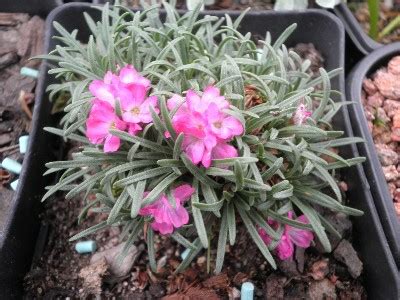 Armeria Compacta Rubra Skalni Ky Jundrov