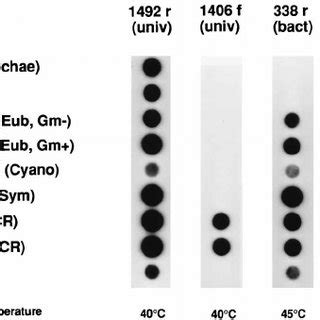 Dot blot hybridization demonstrating the specificities of probes ...