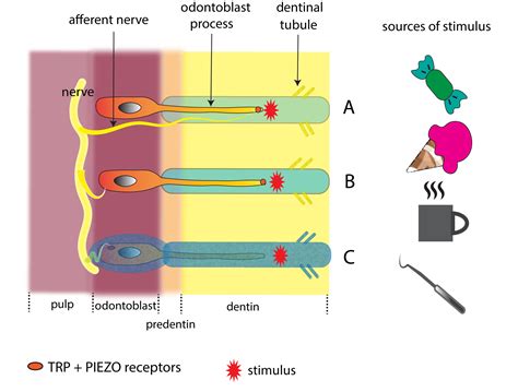 Dental and Medical Problems