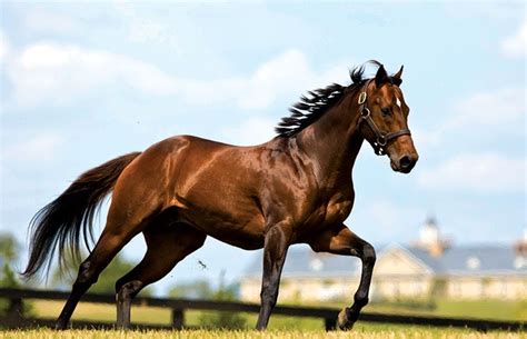 La Crianza Del Caballo Pura Sangre Inglés Revista Mundo Equino