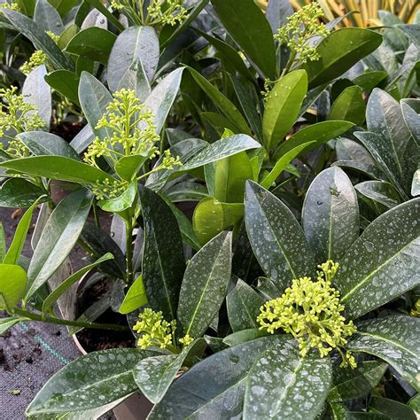 Skimmia X Confusa Kew Green Knights Garden Centres