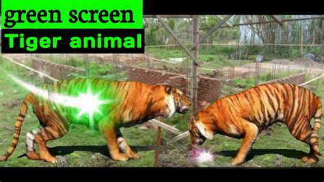 Tiger Animasi Green Screen Harimau Youtube