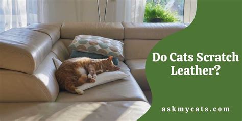 How To Prevent Cat Scratching Leather Sofa