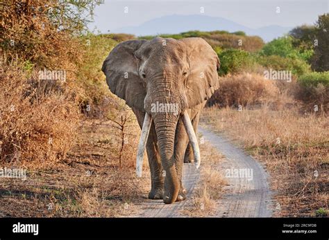 Maennlicher Afrikanische Elefant Loxodonta Africana Mit Grossen