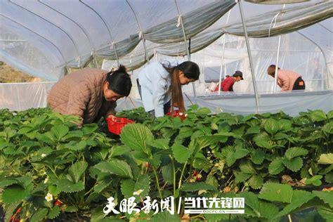 从江县下江镇：“莓”好时节引客来种植草莓平江村