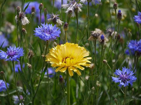 Cal Ndula Cornflowers Soleado Foto Gratis En Pixabay