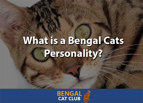 What is a Bengal Cats Personality? - Bengal Cat Club