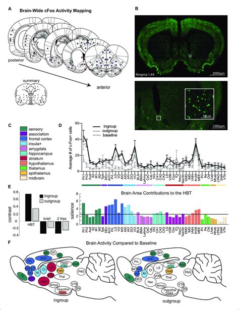 Neural Activity Associated With The Helping Test Brain Wide Patterns