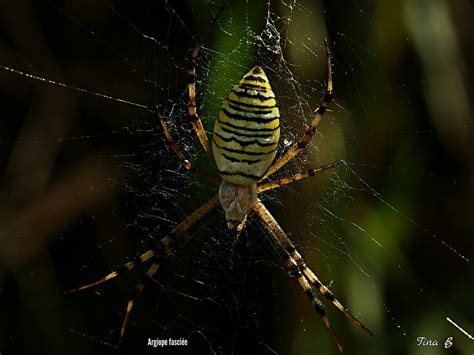 Argiope bruennichi Épeire diadème Amilenus aurantiacus m Flickr