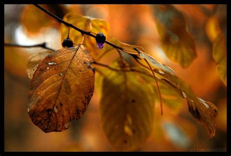 Pin By Sherry Coulter On Macro Photography Autumn Macro Photography