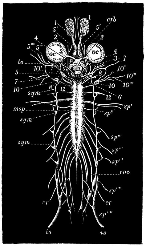 frog nervous system 4