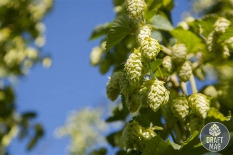 Cascade Hops Guide: Everything About This Unique and Zesty Hop