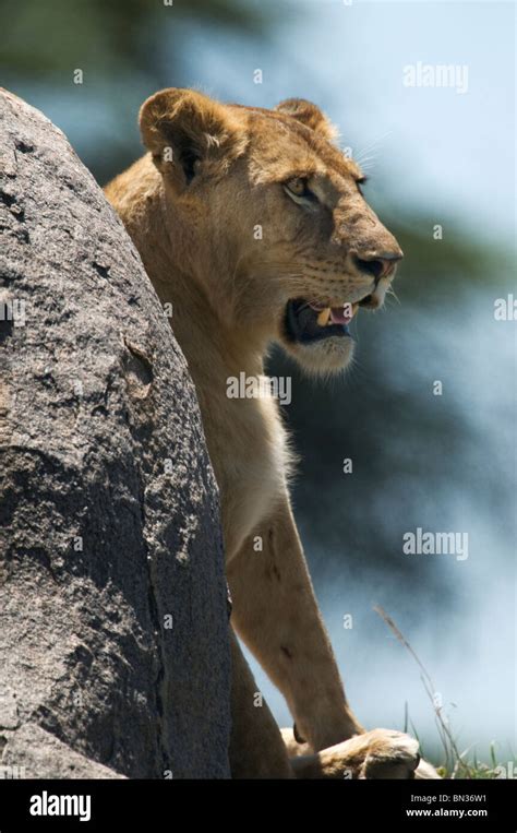 Lion Photographed In Serengeti National Park Tanzania Africa Stock