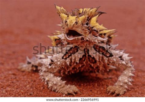 Thorny Devil Moloch Horridus Known Commonly Stock Photo 2266956991 ...