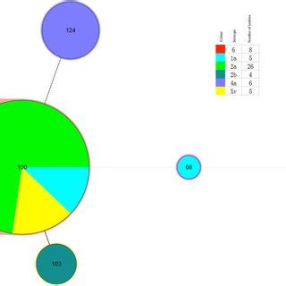 Minimum Spanning Tree Of The S Flexneri Isolates From Calves With