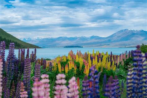 Paysage Au Champ Du Lac Tekapo Lupin En Nouvelle Z Lande Image Libre De