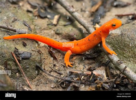 Red Spotted Salamander