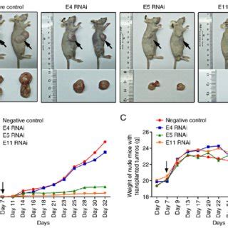 Svil Knockdown Inhibits Tumor Growth In Vivo A Male Nude Mice