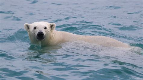 Images Of Polar Bears Swimming