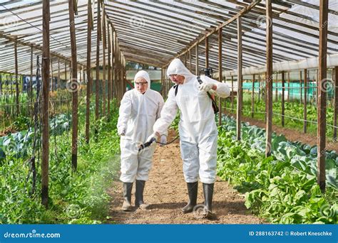 Farmers Spraying Fertilizer On Crops In Organic Farm Stock Photo