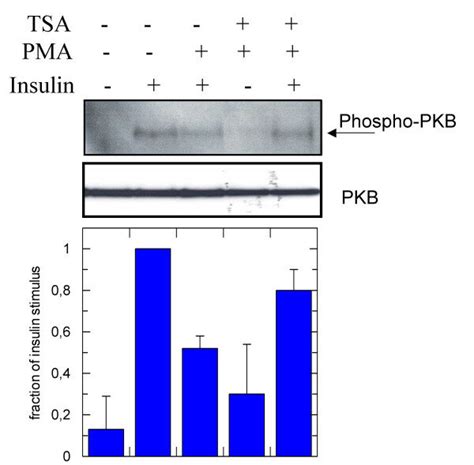 Distal Insulin Signalling Is Enhanced By Increased Irs 1 Lysine