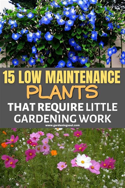 15 Low Maintenance Plants That Require Little Gardening Work