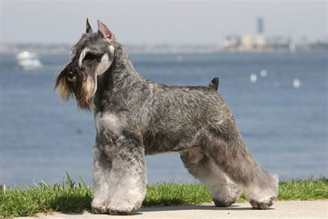 A Gray Schnauzer Standing On Top Of A Grass Covered Field Next To The Ocean