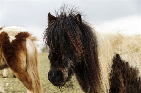 Pferd Shetland Pony M Hne Kostenloses Foto Auf Pixabay Pixabay