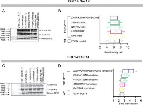 Protein Production Quantification From Western Blotting Analysis A Download Scientific