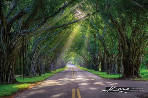 Sunlit Pathways Discovering the Beauty of Bridge Road in Hobe So | HDR