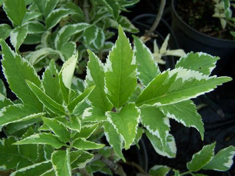 Bez Czarny Variegata Sambucus Nigra Marginata C5 Future Gardens