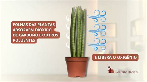 Tipos De Plantas Que Ajudam A Purificar O Ar Da Sua Casa