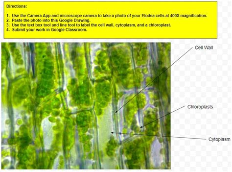 Elodea Cells X