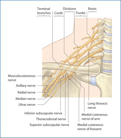 Axilla And Brachial Plexus Basicmedical Key