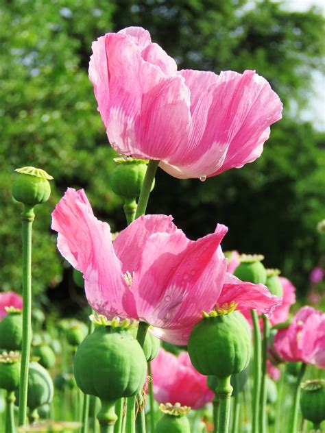 Poppy Opium Plant Free Photo On Pixabay