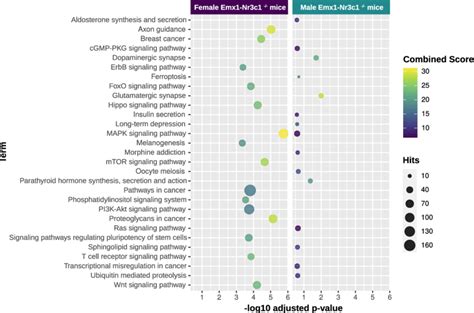 Functional Enrichment Analysis For The Mirna Mrna Predicted