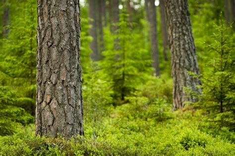 Lämna synpunkter eller klagomål på vårt skogsbruk SCA