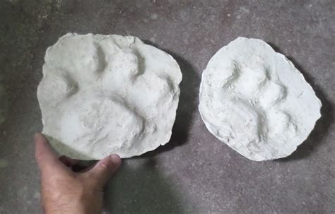 Descubren Huellas De Tigre Dientes De Sable De 30 000 AÑos De