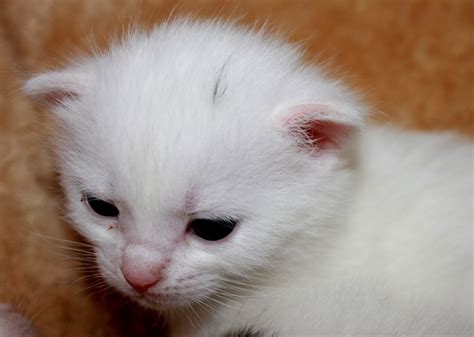 Foto Raf Beyaz Tatl Evcil Hayvan Kedi Yavrusu Kapatmak Burun