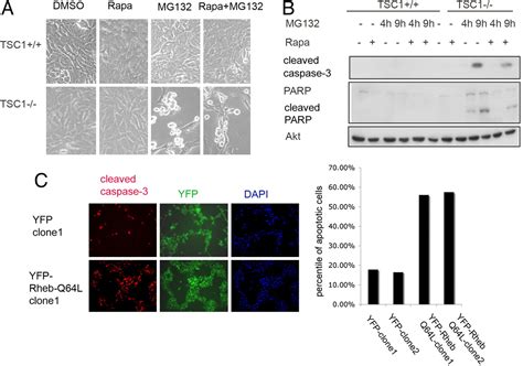 Rheb Controls Misfolded Protein Metabolism By Inhibiting Aggresome Formation And Autophagy Pnas