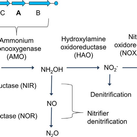 The Nitrification Pathway Nitrification Is The Oxidation Of Ammonium Download Scientific