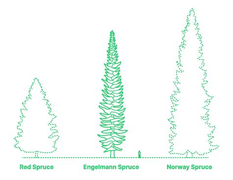 Engelmann Spruce Picea Engelmannii Dimensions Drawings Dimensions